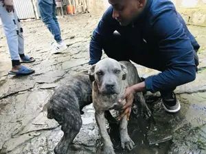 1-3 months Male Purebred Bernese Mountain