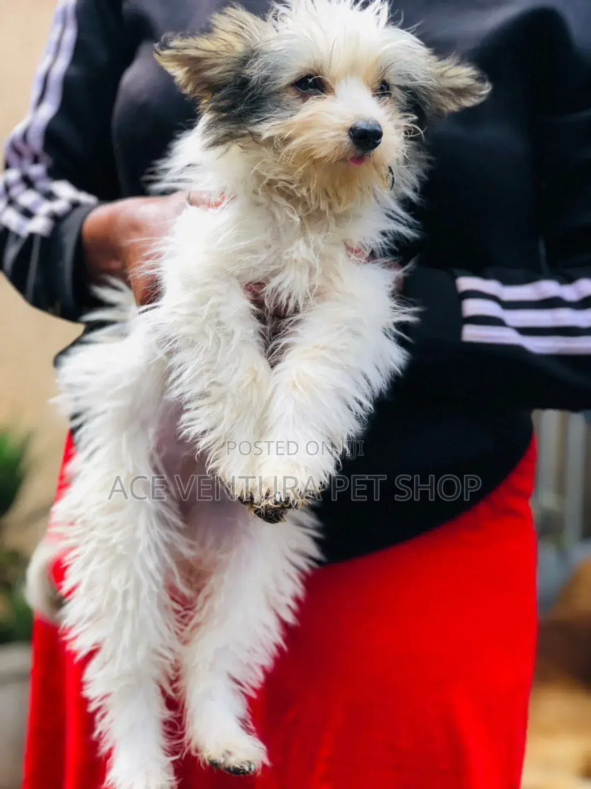 1-3 months Male Purebred Maltese