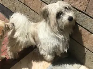 Photo - 1-3 months Male Purebred Maltese