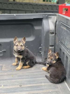 Photo - 1-3 months Male Purebred German Shepherd