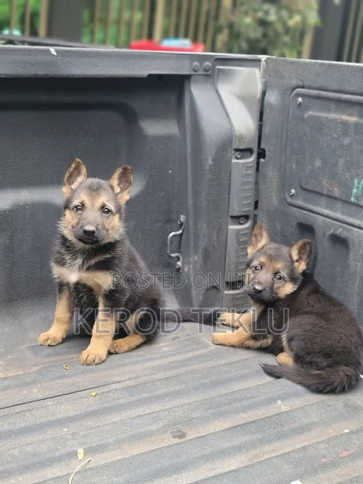 1-3 months Male Purebred German Shepherd