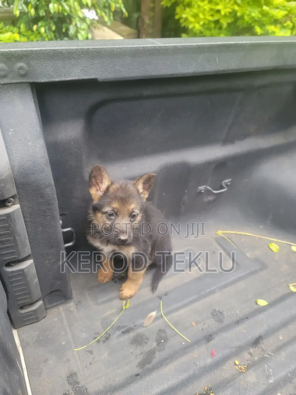 1-3 months Male Purebred German Shepherd