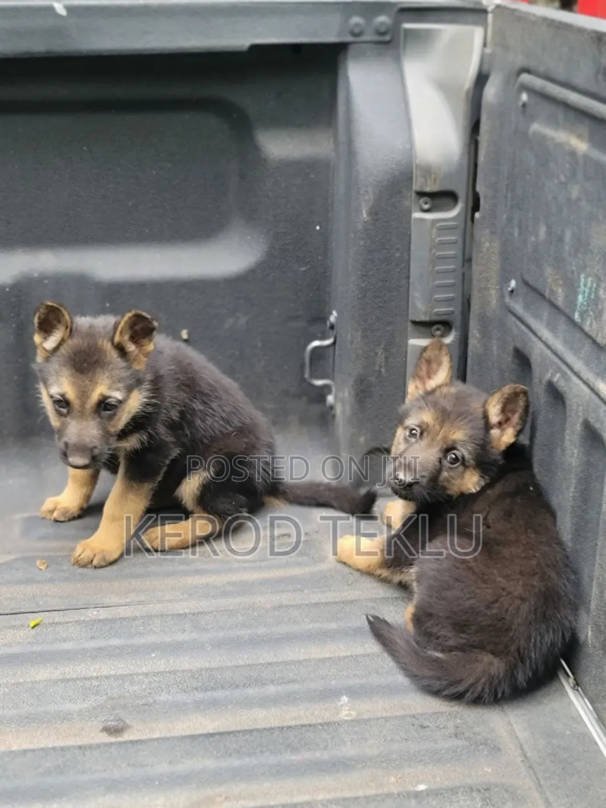 1-3 months Male Purebred German Shepherd