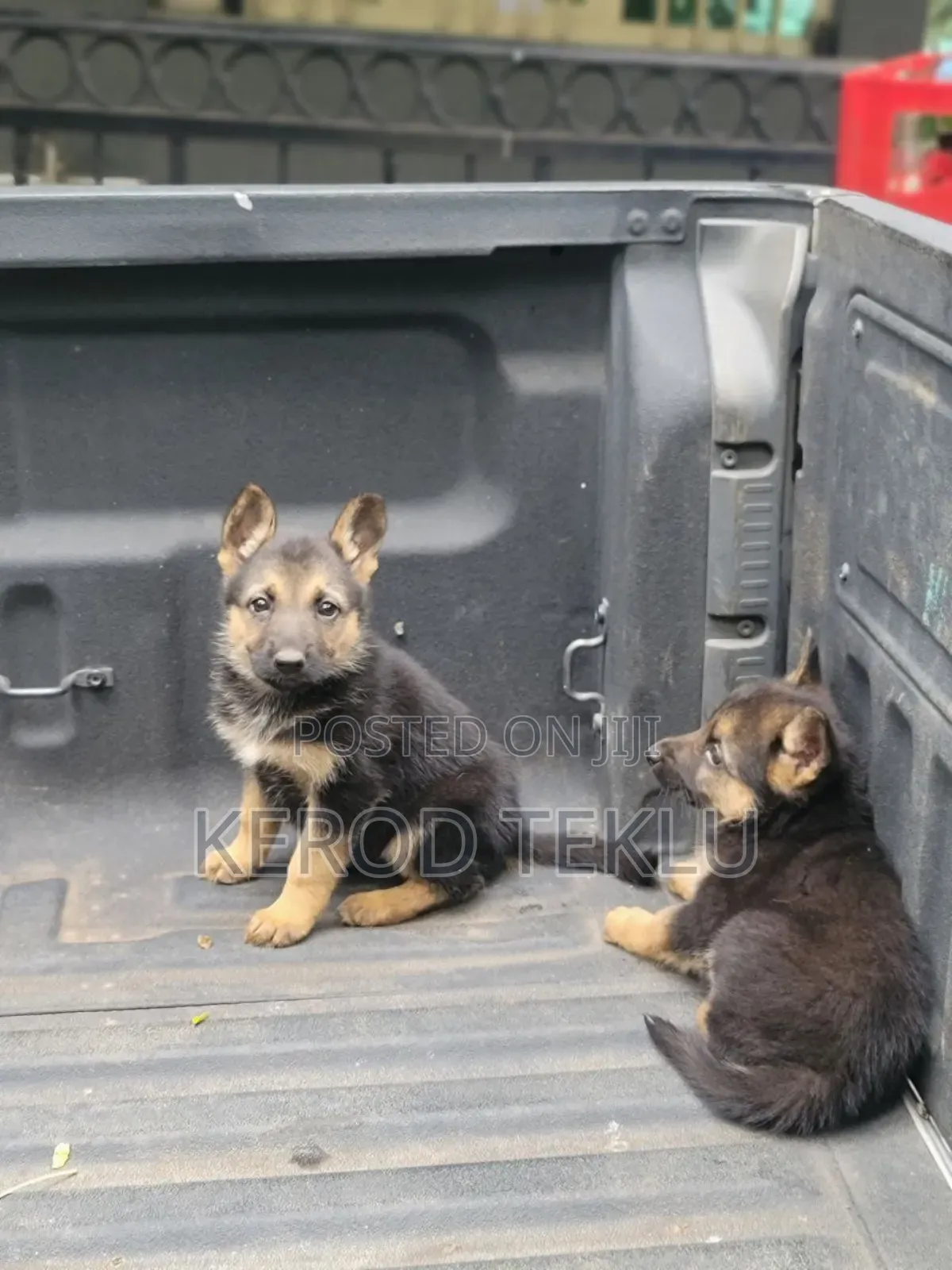 1-3 months Male Purebred German Shepherd