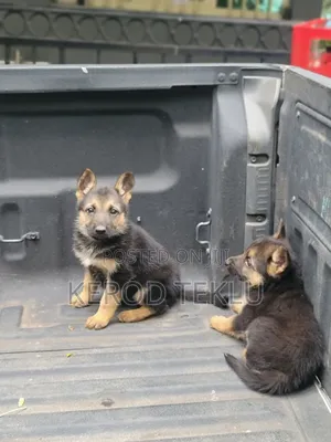 1-3 months Male Purebred German Shepherd