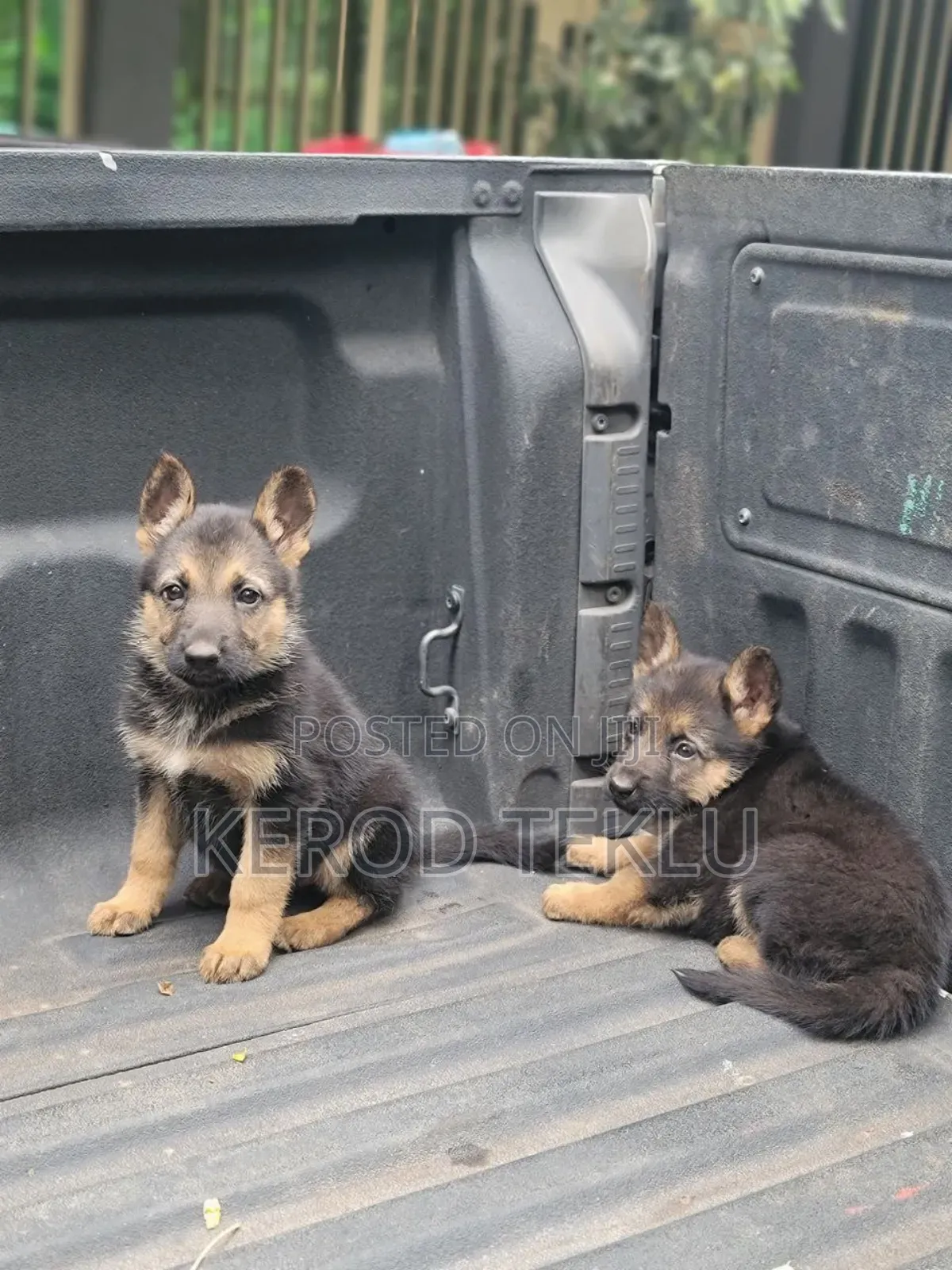 1-3 months Male Purebred German Shepherd