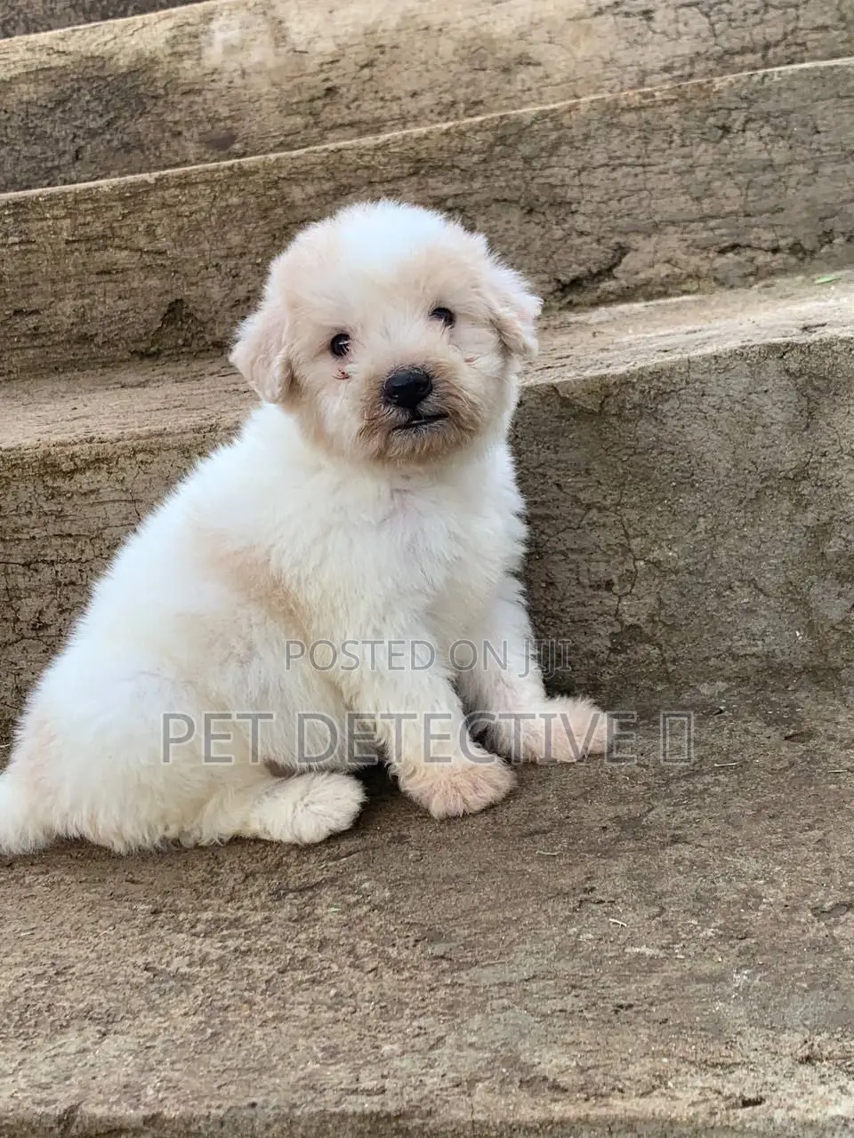 1-3 months Male Purebred Maltese