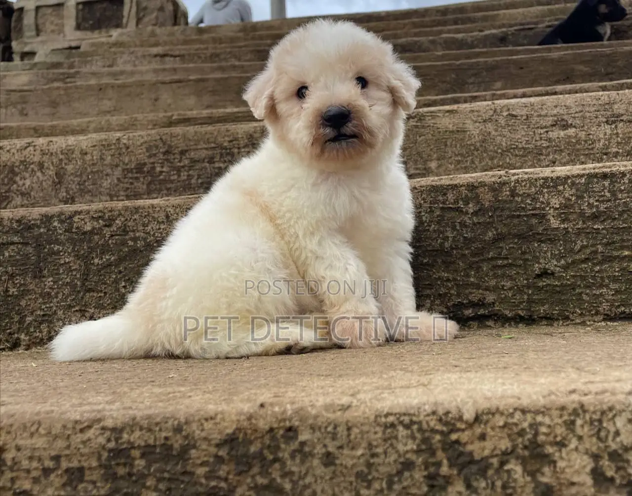 1-3 months Male Purebred Maltese