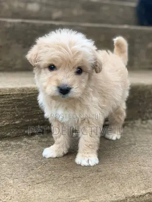 Photo - 1-3 months Male Purebred Maltese