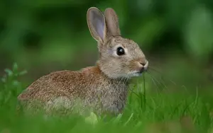 Photo - Rabbit From Switzerland