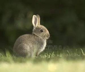Photo - Rabbit From Switzerland 