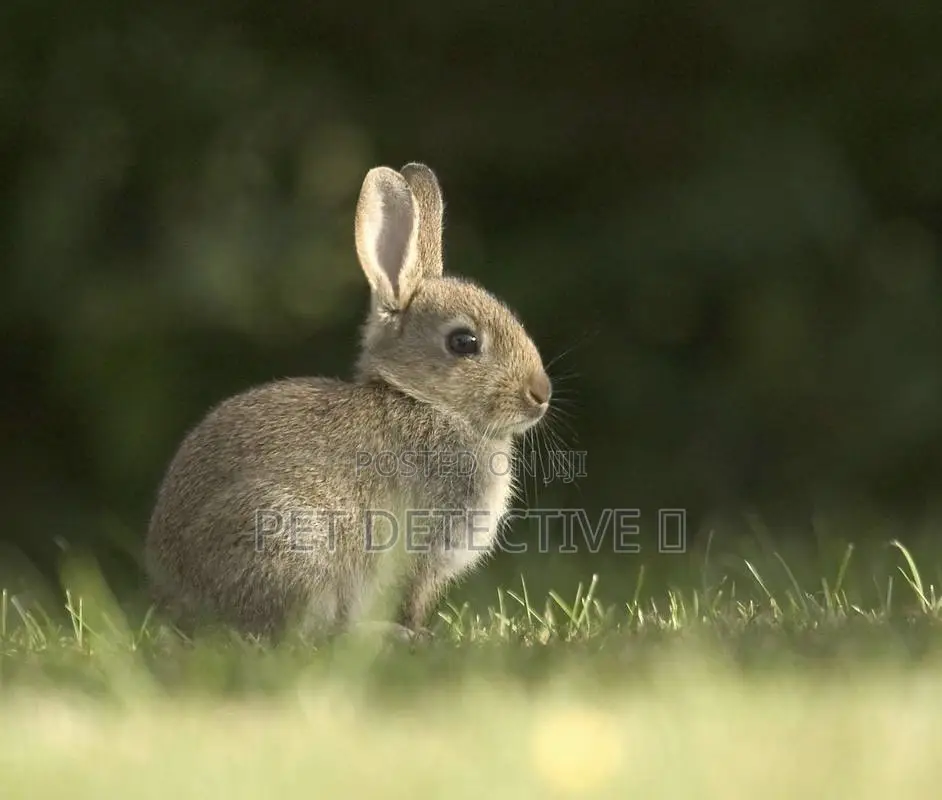 Rabbit From Switzerland 