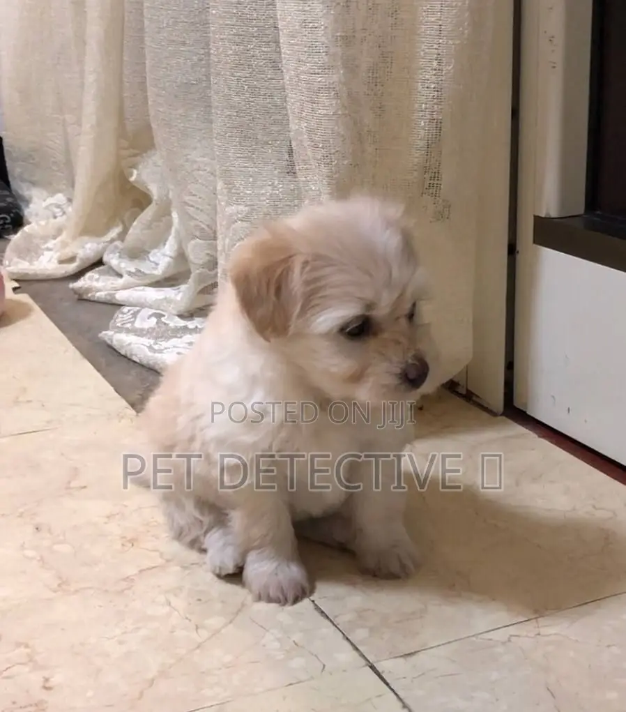 1-3 months Male Purebred Maltese