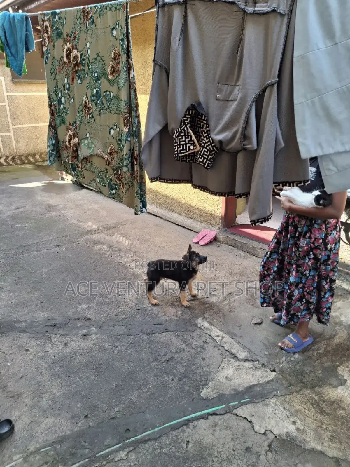 1-3 months Male Purebred German Shepherd