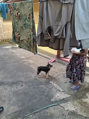 1-3 months Male Purebred German Shepherd