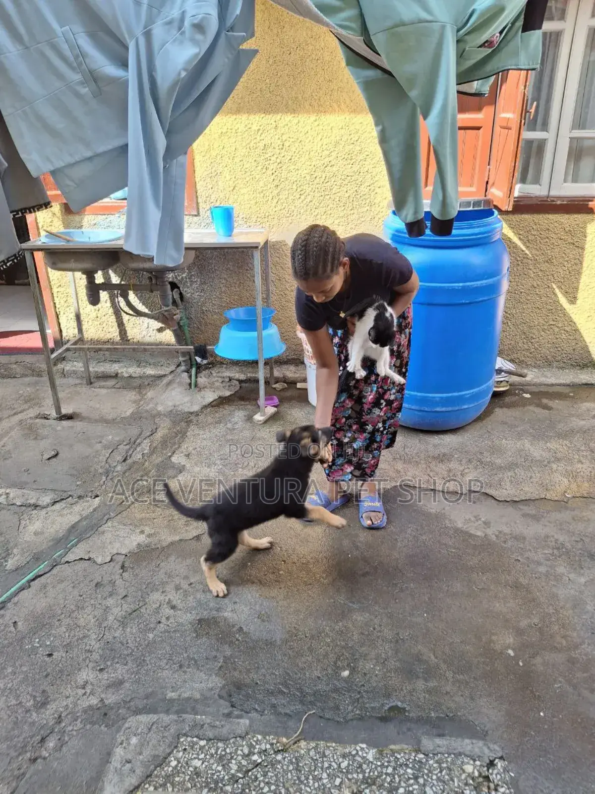 1-3 months Male Purebred German Shepherd