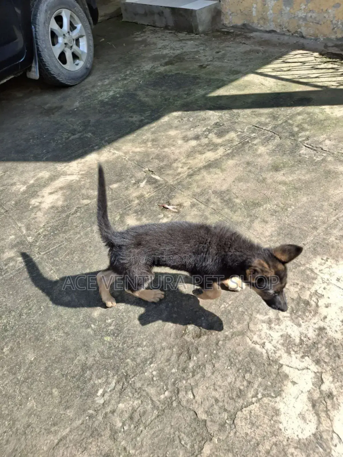 1-3 months Male Purebred German Shepherd