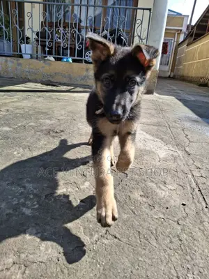 Photo - 1-3 months Male Purebred German Shepherd