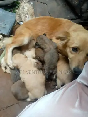 Photo - 1-3 months Male Purebred Azawakh