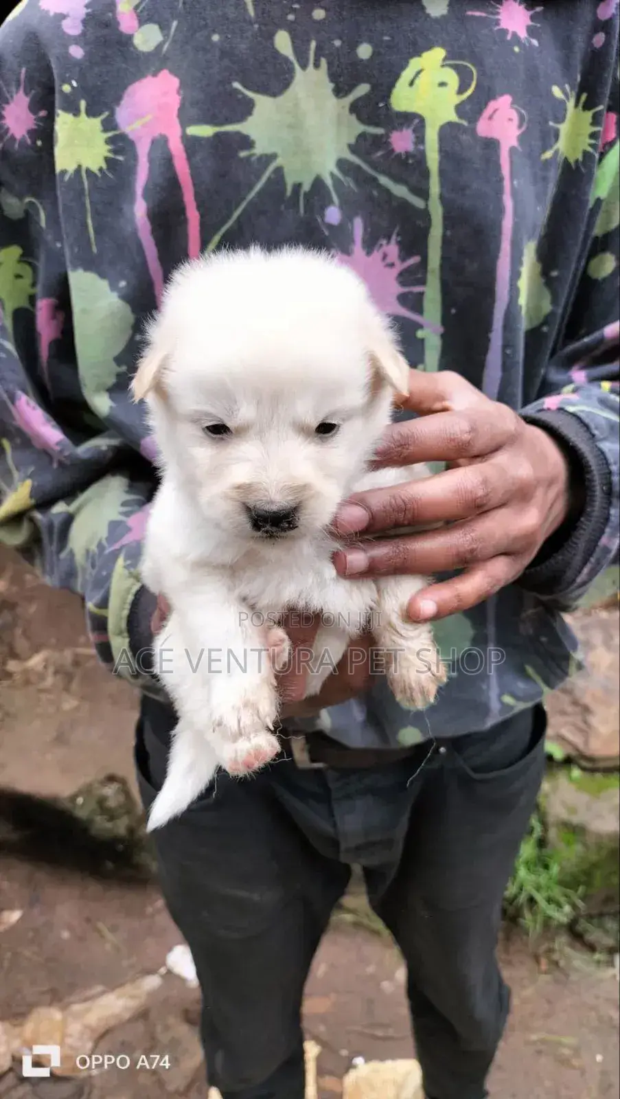 1-3 months Male Purebred Maltese