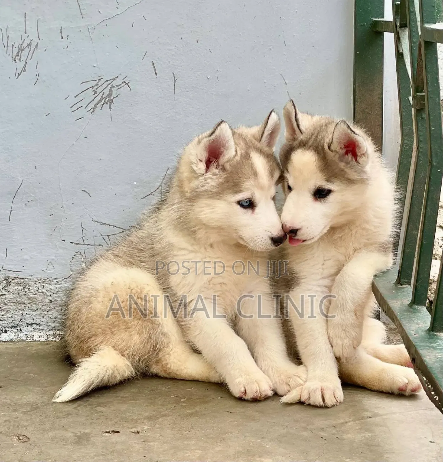 1-3 months Male Purebred Siberian Husky
