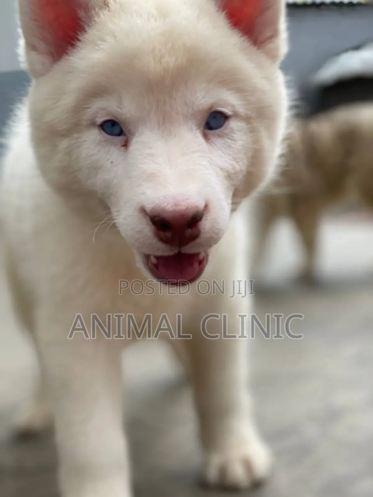 1-3 months Male Purebred Siberian Husky