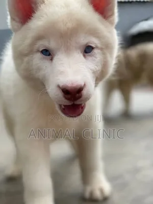 1-3 months Male Purebred Siberian Husky