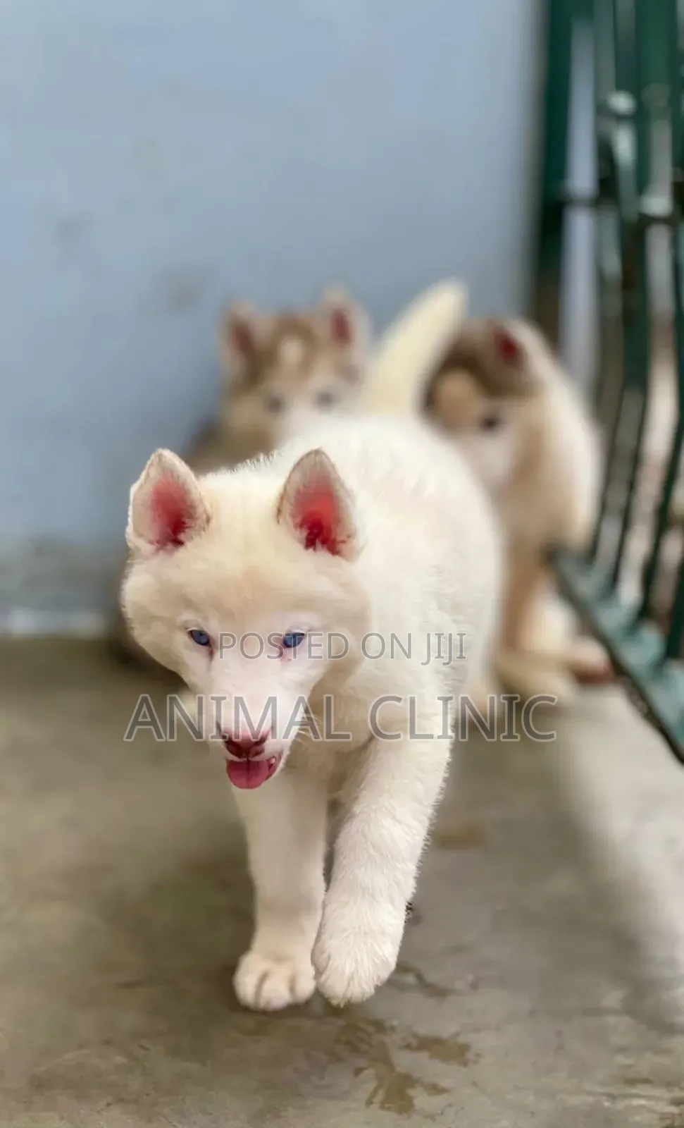 1-3 months Male Purebred Siberian Husky