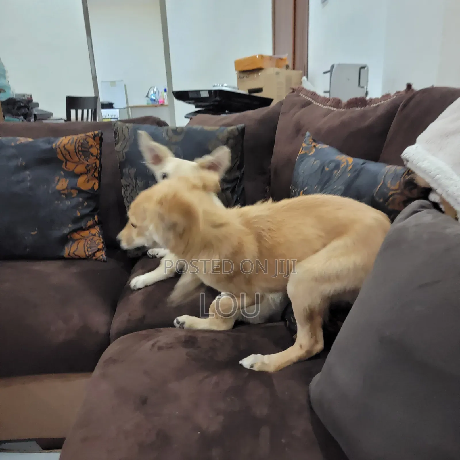 3-6 months Male Mixed Breed Dog