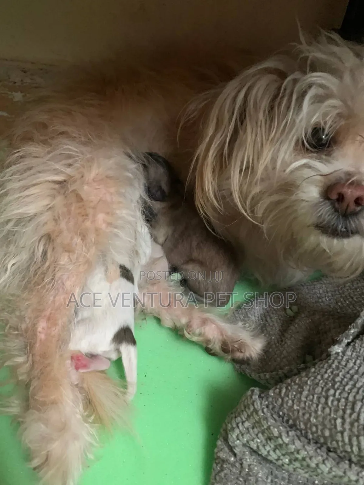 1-3 months Male Purebred Maltese