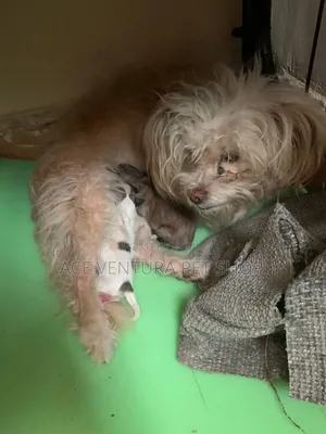 1-3 months Male Purebred Maltese