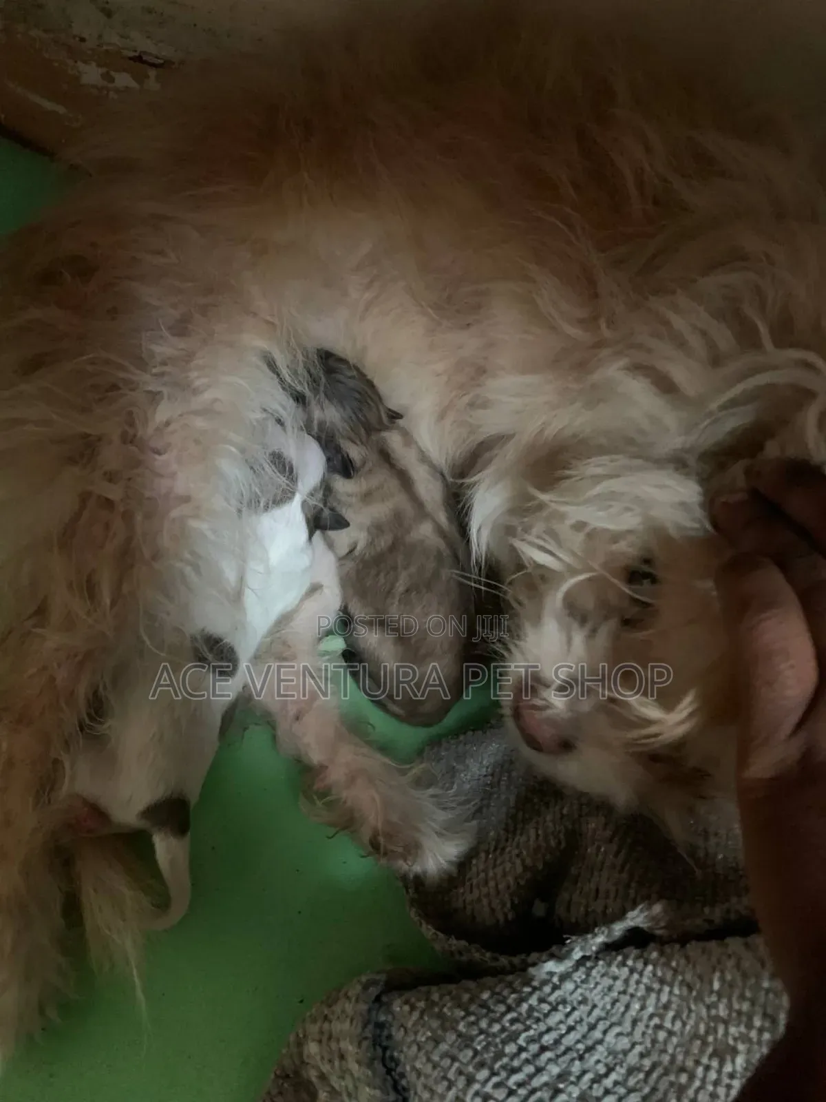 1-3 months Male Purebred Maltese