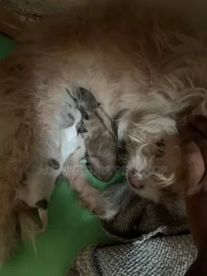 1-3 months Male Purebred Maltese