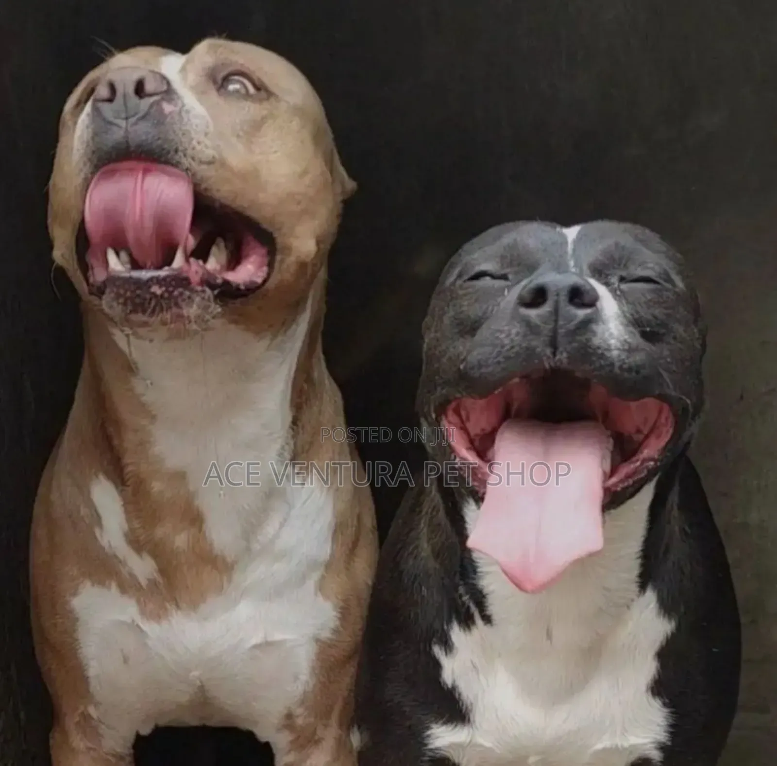 1-3 months Male Purebred American Pit Bull Terrier