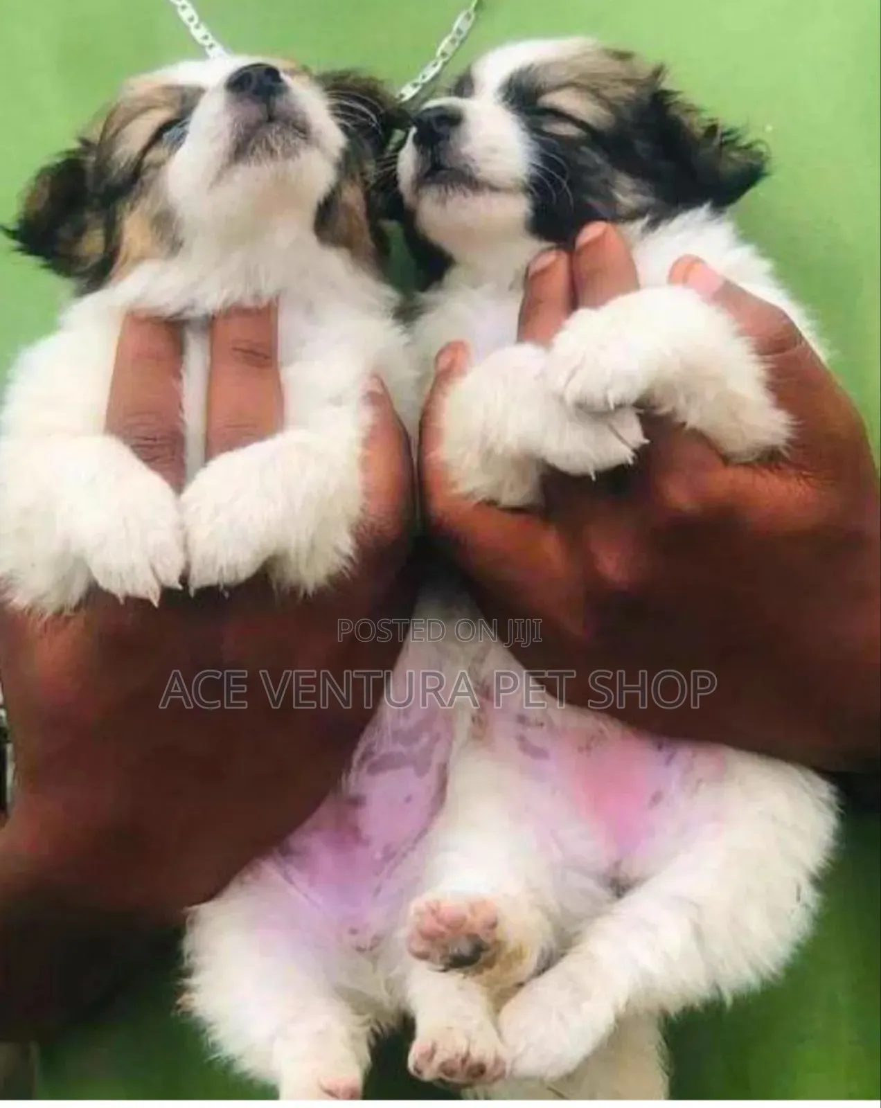 1-3 months Male Purebred Maltese