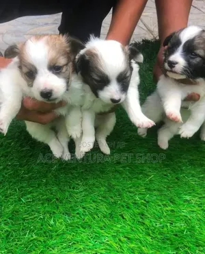 Photo - 1-3 months Male Purebred Maltese