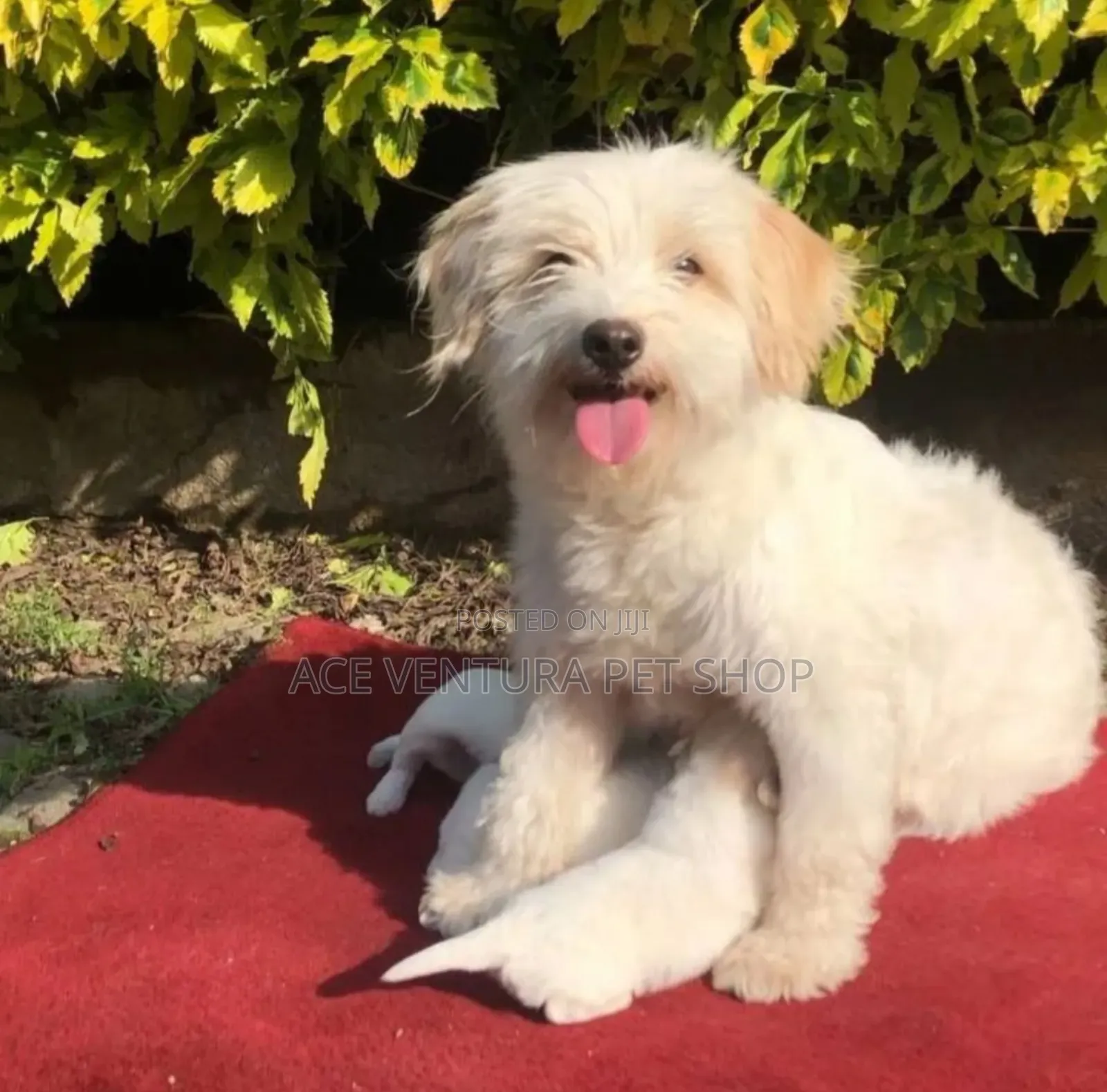 1-3 months Male Purebred Maltese