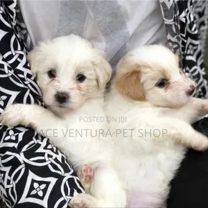 Photo - 1-3 months Male Purebred Maltese