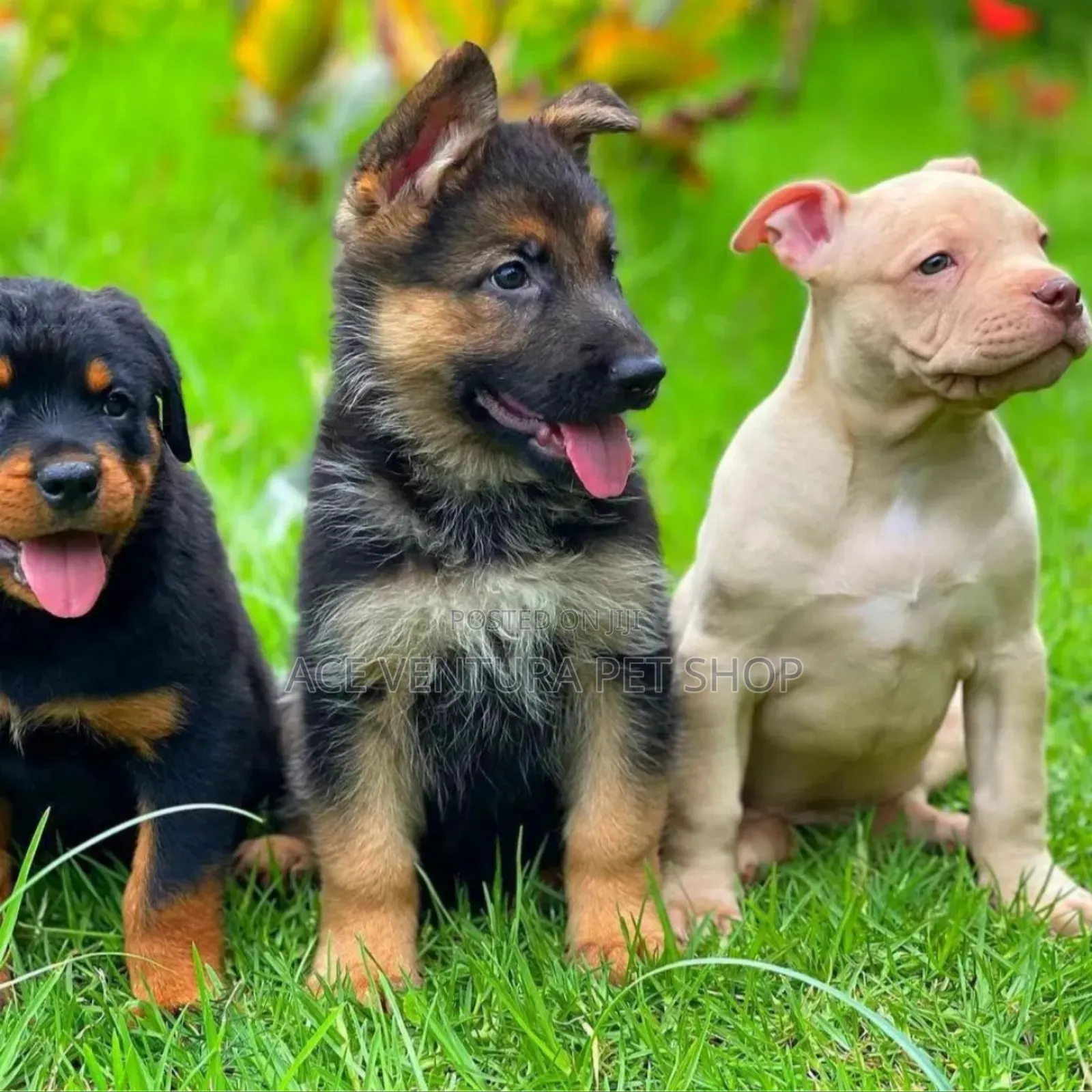 1-3 months Male Purebred American Pit Bull Terrier