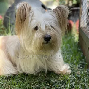 Photo - 1-3 months Male Purebred Maltese