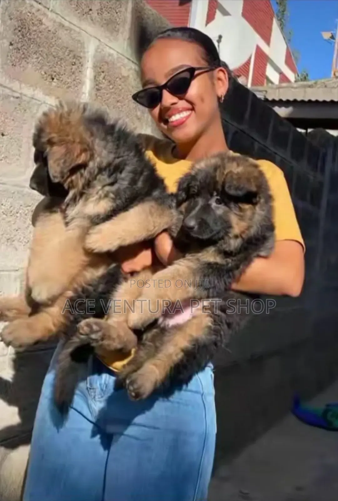 1-3 months Male Purebred German Shepherd