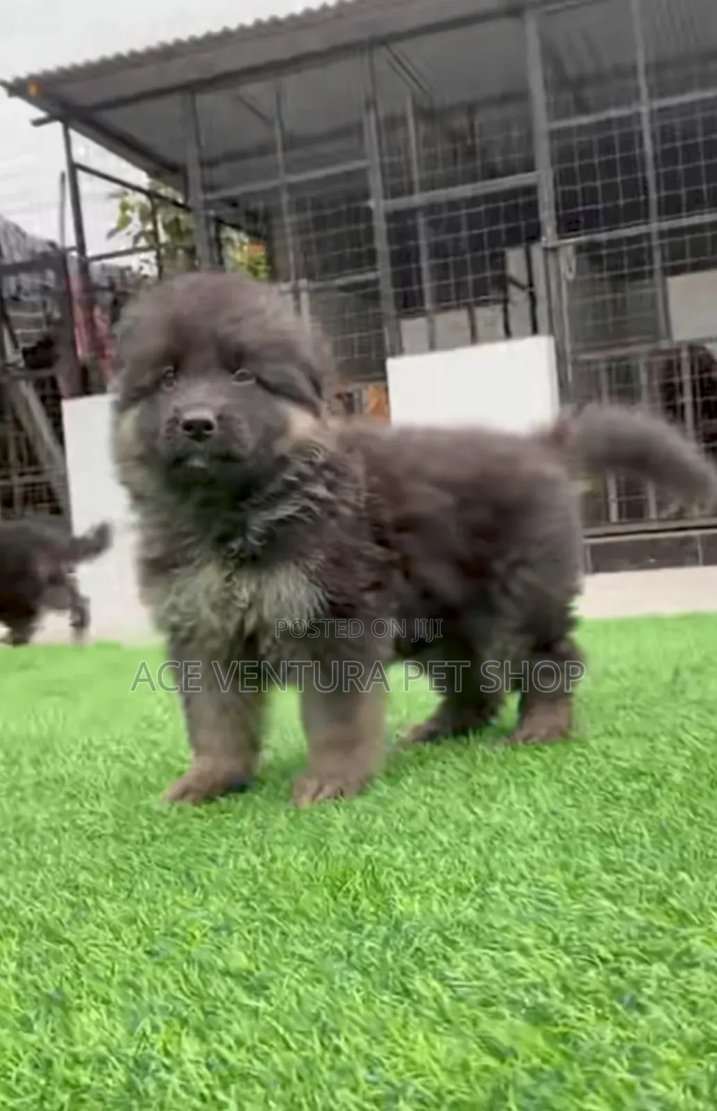 1-3 months Male Purebred German Shepherd