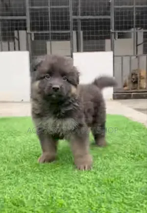 1-3 months Male Purebred German Shepherd