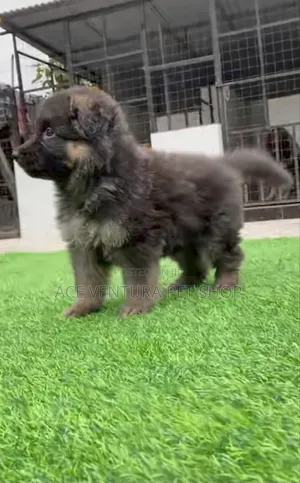 1-3 months Male Purebred German Shepherd
