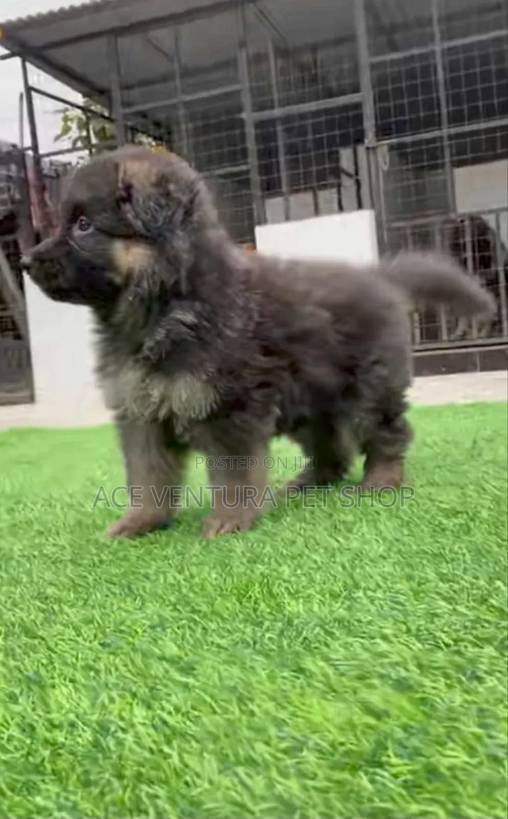 1-3 months Male Purebred German Shepherd