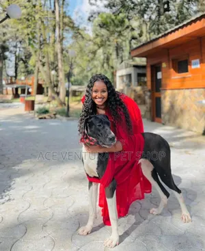 Photo - 1-3 months Male Purebred Great Dane