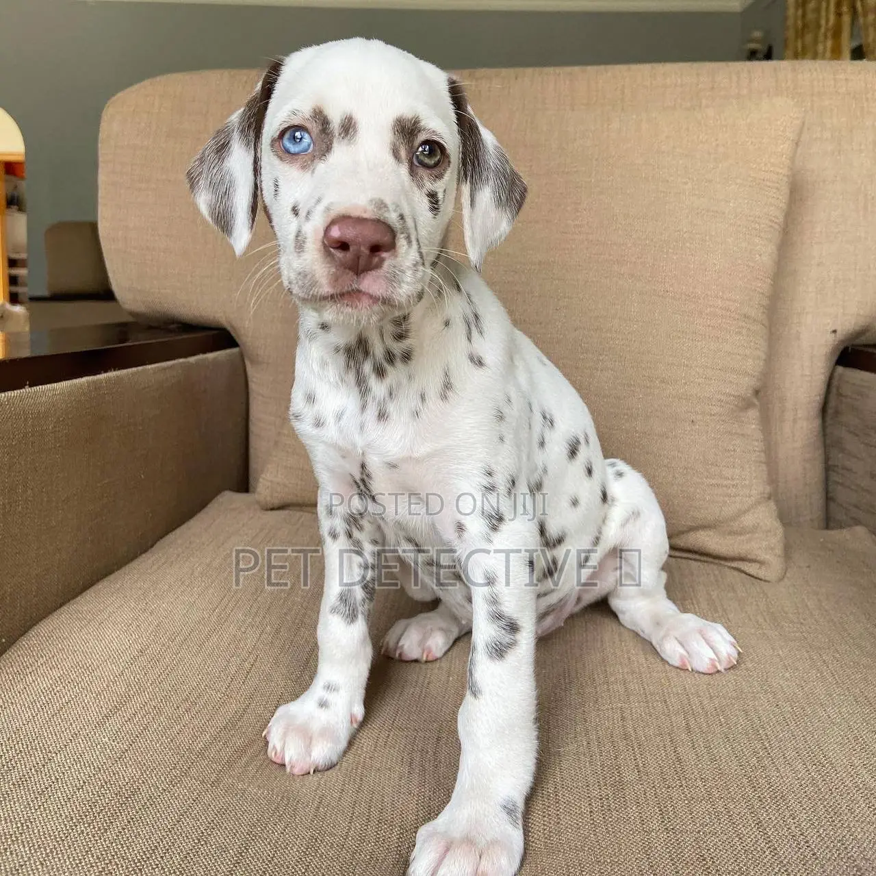 1-3 months Male Purebred Dalmatian