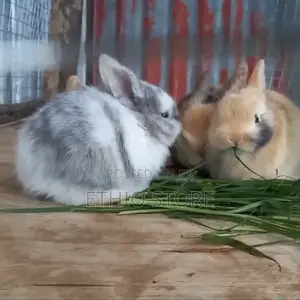 Photo - Rabbit for Sell