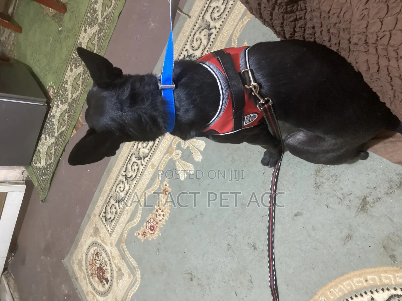 Sadle Non Pull Harness for Puppy Dog