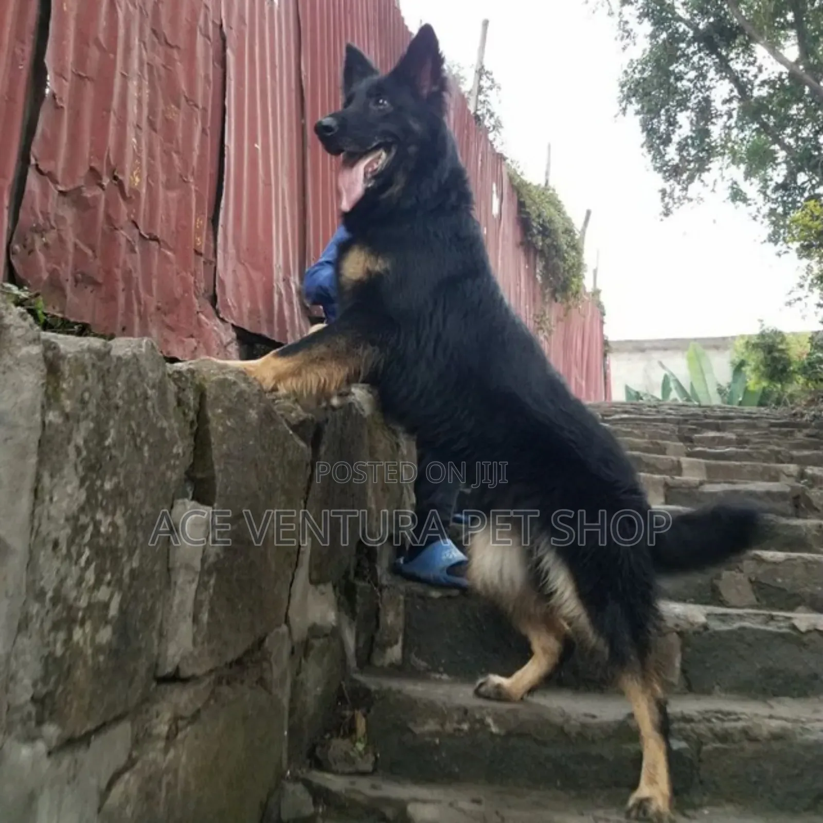 1-3 months Male Purebred German Shepherd